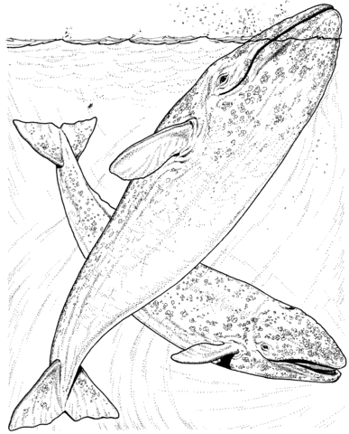 Grey Whales Coloring Page